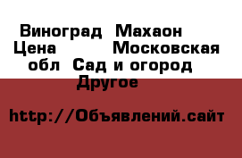 Виноград “Махаон“ . › Цена ­ 850 - Московская обл. Сад и огород » Другое   